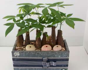 小小發財樹展新姿(图)