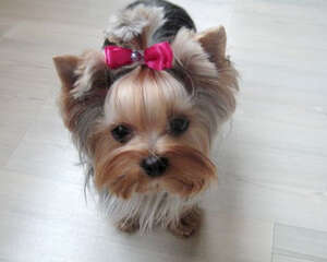 如何让狗狗与孩子相处