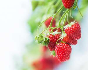 草莓的虫害防治