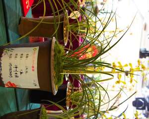 16种常见兰花的养护大全