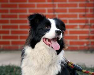 边境牧羊犬的步伐训练