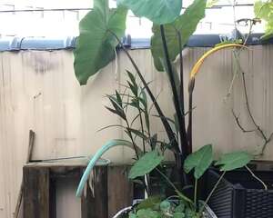 2米高的镇宅花，一问竟是芋头，拎出一看，满盆小芋头！