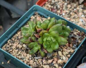 你的多肉一到夏天就死,他家的却长爆盆,为啥