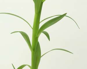 百合花的花期在几月份