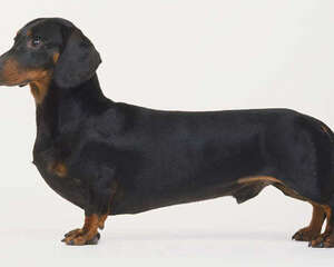 喂犬只能喂八分饱