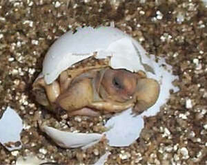 沙漠地鼠龟的护理知识