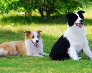 牧羊犬喜欢吃什么?牧羊犬吃什么长得快