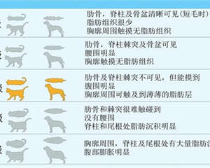关于宠物的肥胖问题