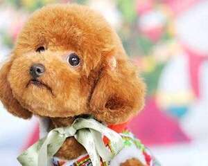 泰迪犬可以喝酸奶吗？