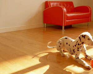 狗狗近亲结婚的益处