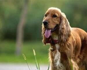 美国可卡和英国可卡犬的区别是什么？