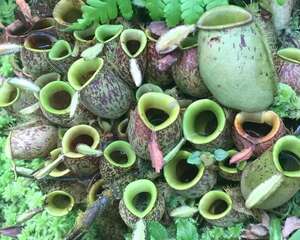 5种花，放阳台捉蚊子，比蚊香还狠！