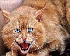 有人养荒漠猫吗？是不是可以养？