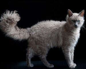 拉邦猫的品种简介