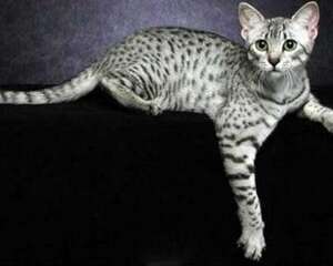 纯种埃及猫多少钱一只？埃及猫价格