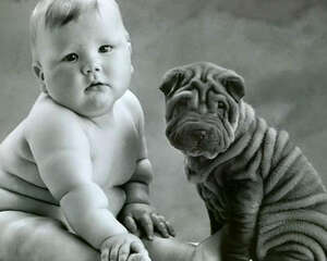 沙皮狗食量怎么样