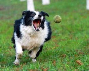 狗狗训练第一步:服从主人