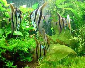 埃及观赏鱼的饲养要点