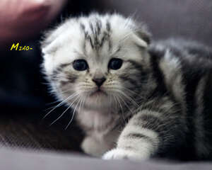 大热天猫咪为什么不像狗一样吐舌头