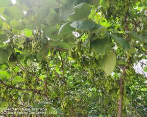紫荆花秋季开花是怎么样的，多久施一次肥