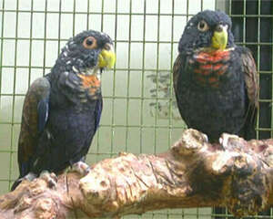 青铜翅鹦鹉的饲养知识