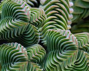 方塔 Crassula’Buddha’s temple’