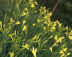 有内涵的人都爱养它，格调高、韵味足，越养越气派！