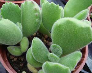 熊童子掉叶子怎么办