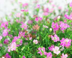 满天星放水里还是干放