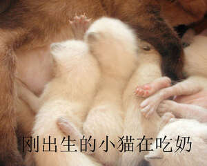 从猫咪牙齿推算猫咪年龄