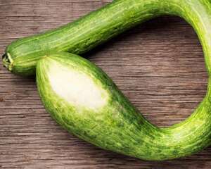 丝瓜花什么时候开花