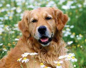 带狗狗外出散步的利与弊