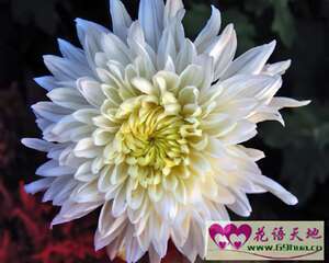 白色菊花的花语：高尚