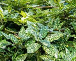 洒金榕的播种繁殖