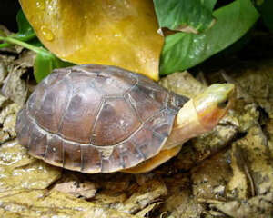 常见的需要冬眠的热带龟