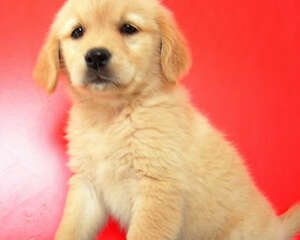 如何为自己的孩子挑选合适的狗狗