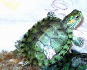 宠物龟的软甲病切勿轻视