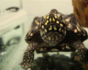 斑点池龟饲养攻略