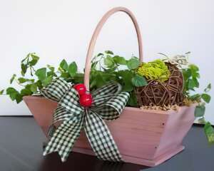 不同凡響的薜荔世界(图)