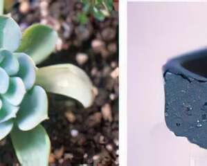 东方禅味迷你盆与石莲花组合 (图)