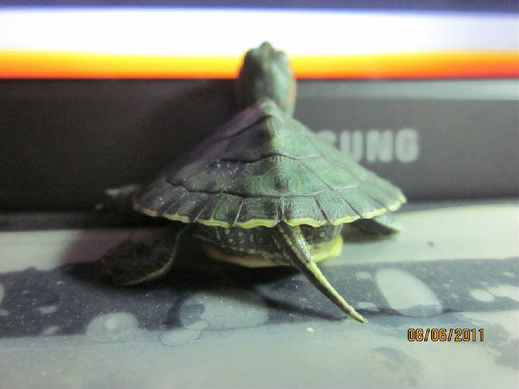 宿舍宠物水龟饲养指南之第二部分