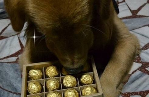 为什么狗狗不能吃巧克力？