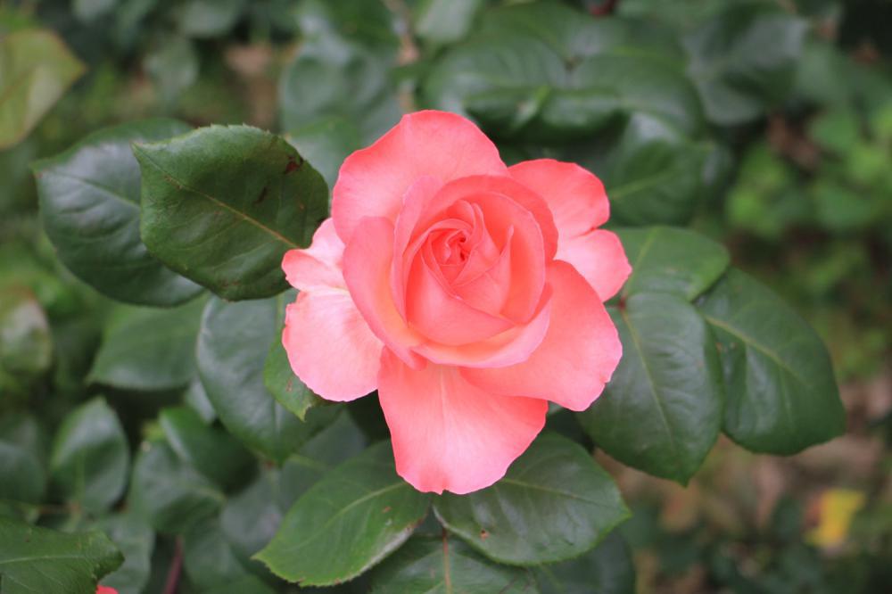 月季花冬季的室外管理