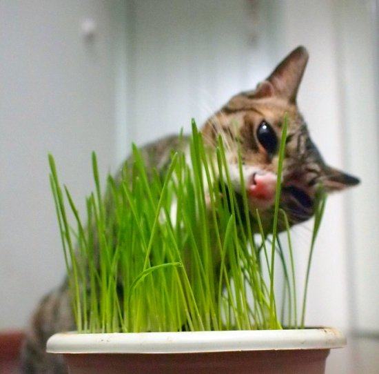 教你种植猫草的三个办法