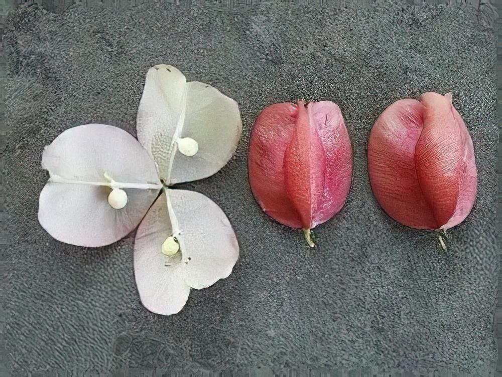台灣欒樹的栽培管理(图)