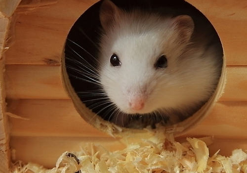 仓鼠慢性肾衰竭 仓鼠慢性肾衰竭