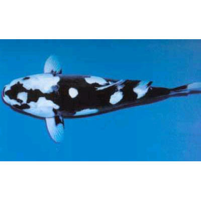 九纹龙锦鲤简介 九纹龙锦鲤简介