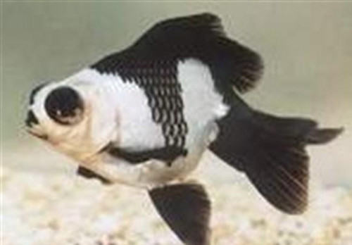 喜鹊花的喂食要点