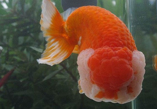 兰寿喂养饲料选择 兰寿喂养饲料选择