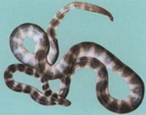 艾基特林海蛇的摄食方法